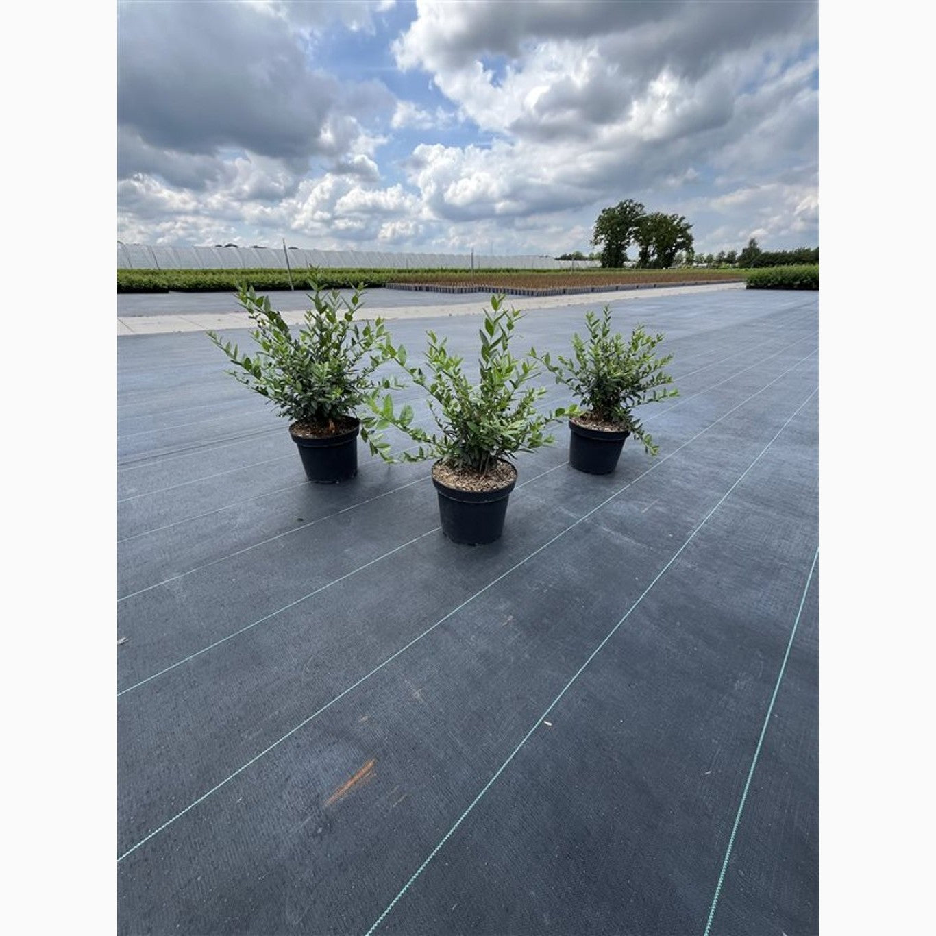 Liguster – Ligustrum vulgare 'Lodense' - C5 25-30 CM